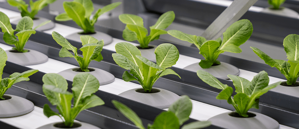 재배실 이미지 1