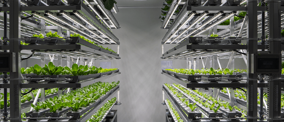 재배실 이미지 3