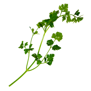 이탈리안 파슬리